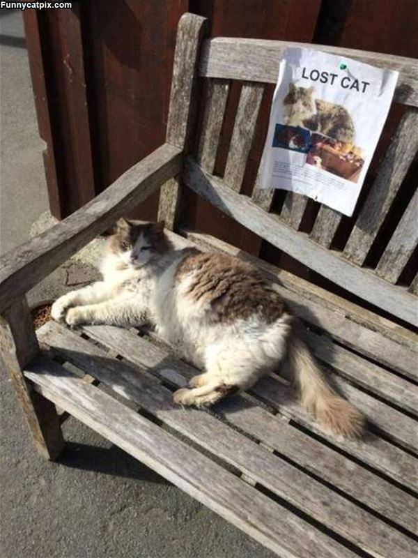 The Lost Cat