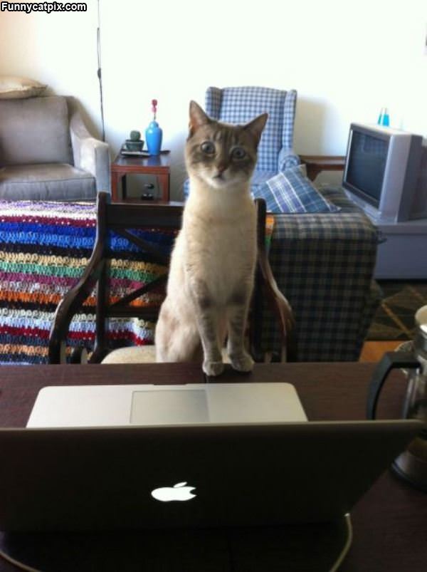 The Mac Cat