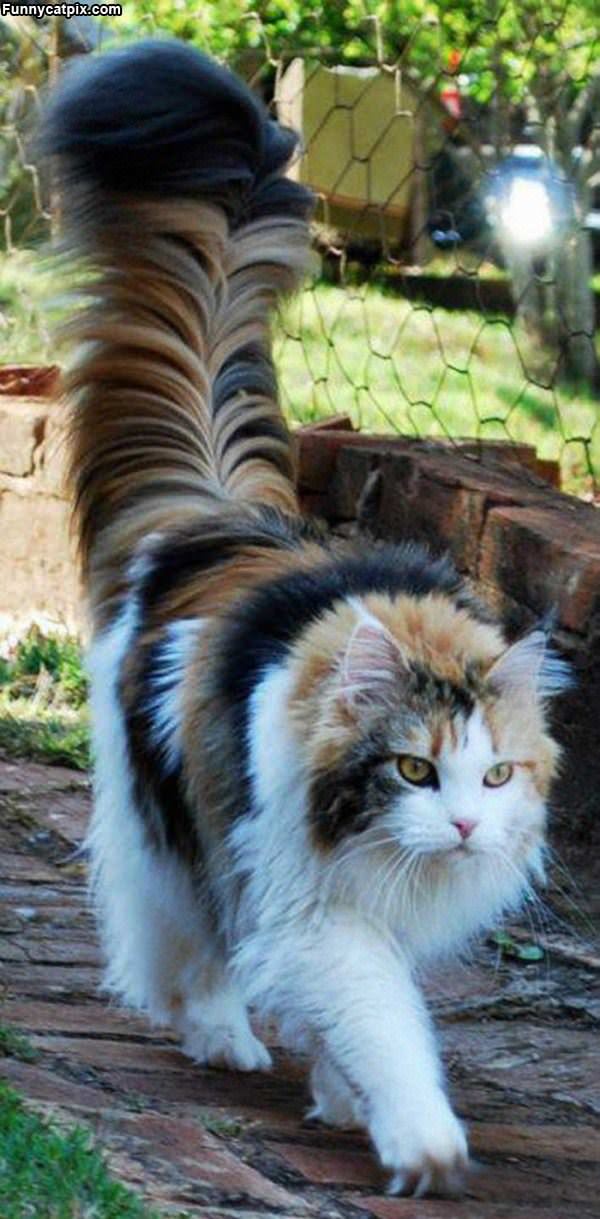 The Most Awesome Fluffy Cat