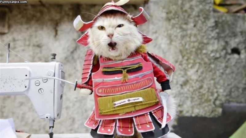 The Ninja Of Cats