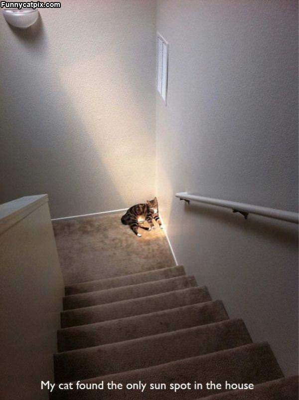 The Only Sun Spot