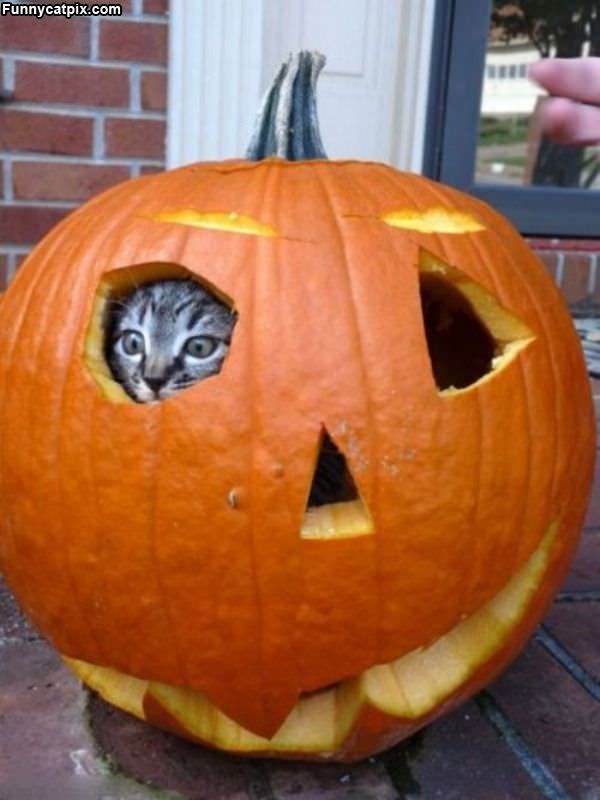 The Pumpkin Cat