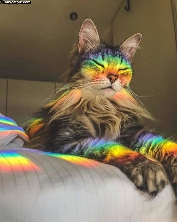 The Rainbow Cat