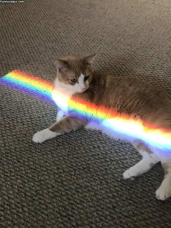 The Rainbow Cat