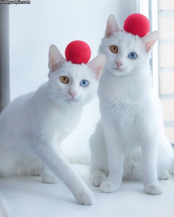 The Red Ball Cats