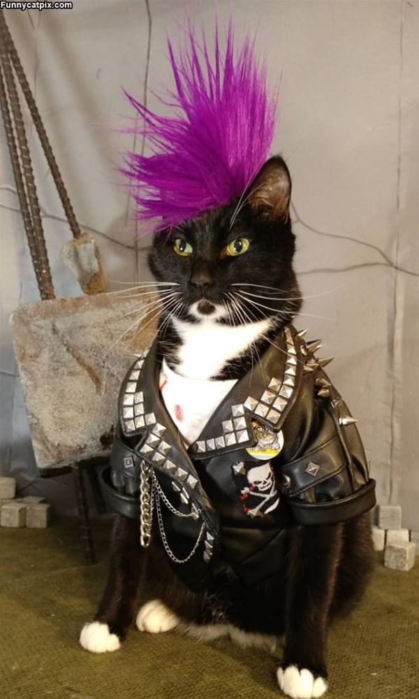 The Rocker Cat