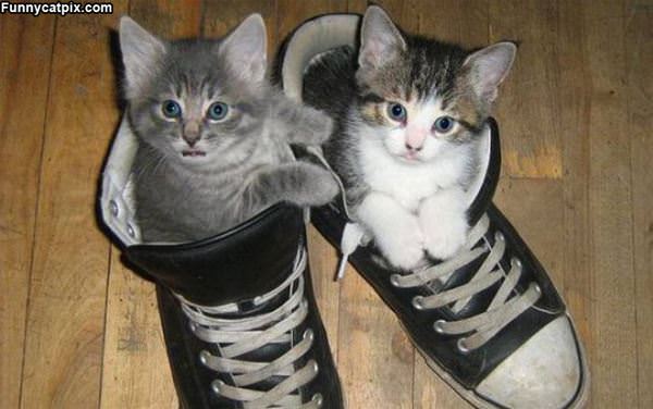 The Sneaker Kitties