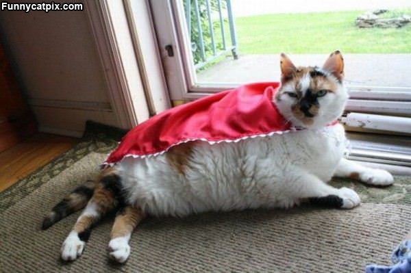 The Super Cat