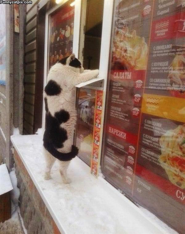 The Tuna Please