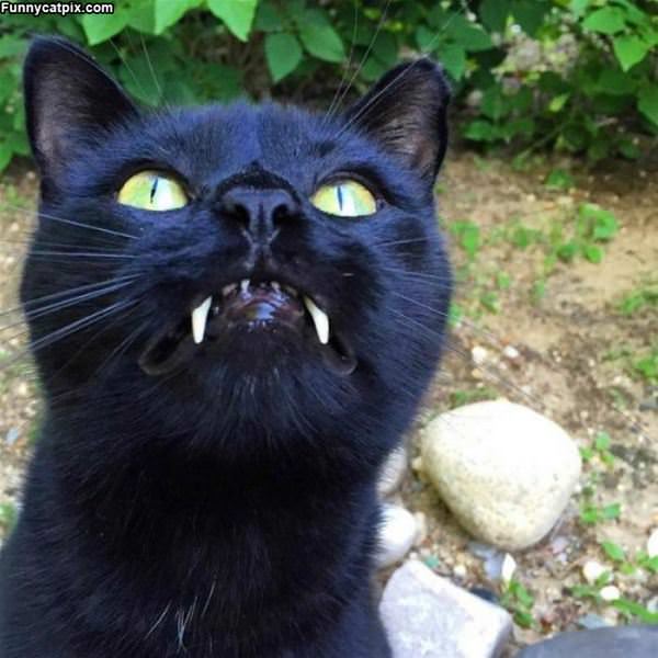 The Vampire Cat