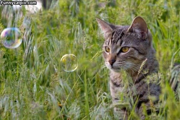 These Bubbles Amuse Me