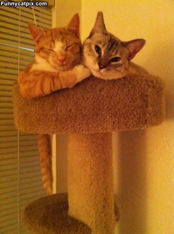 These Cats Are Buddies