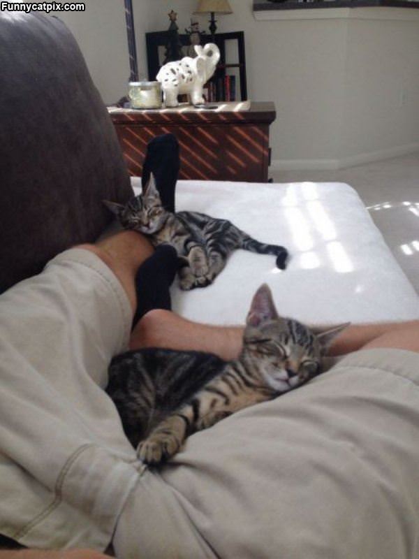 These Cats Are Relaxed