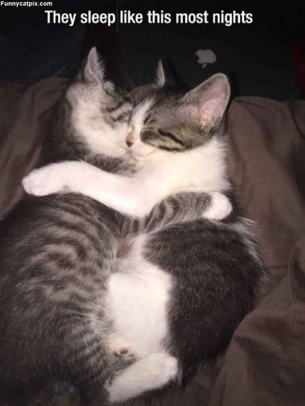 They Sleep Like This