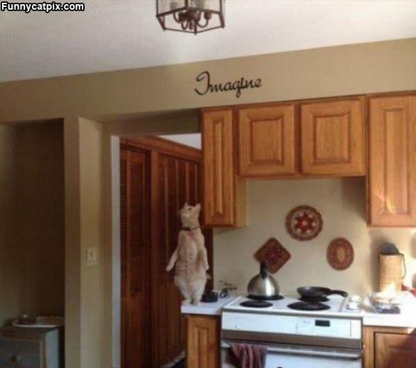 This Cat Is Doing Some Yoga
