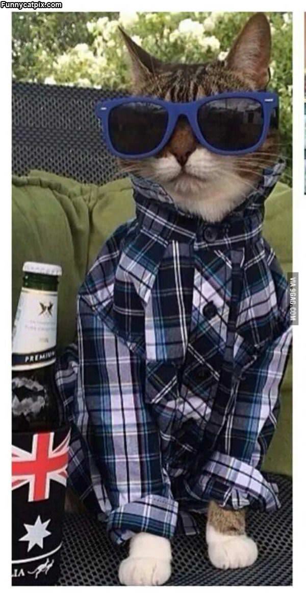 This Cat Is Hip