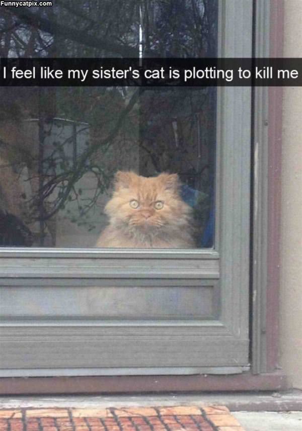 This Cat Is Plotting Something