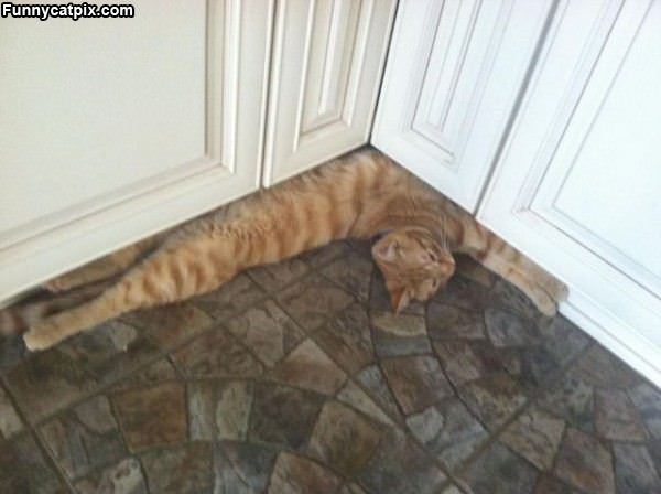 This Cat Sleeps How It Wants