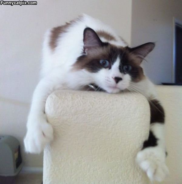 This Cats Post