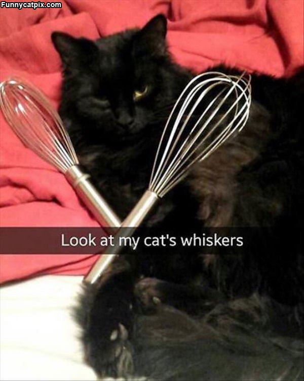 This Cats Whiskers