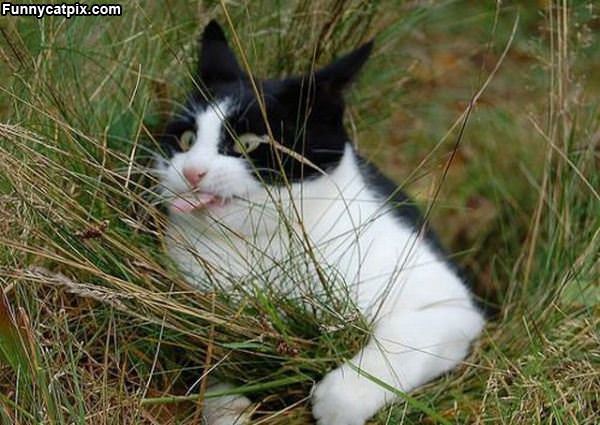 This Grass Is Delicious