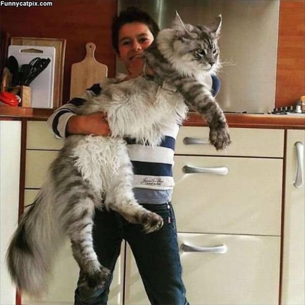 This Is A Big Cat