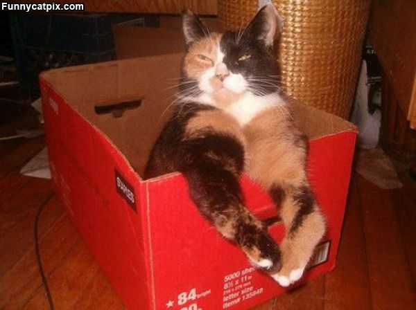 This Is Mah Box