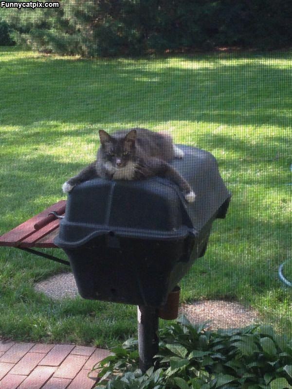 This Is My Grill Now
