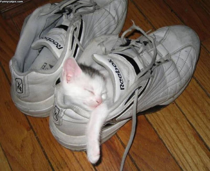 This Is My Shoe