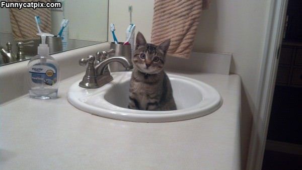This Is My Sink