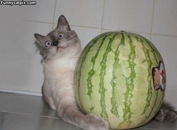 This Mah Watermelon