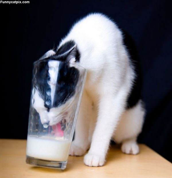 This Milk Is Delicious