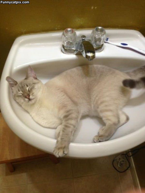 This Sink Is So Comfy