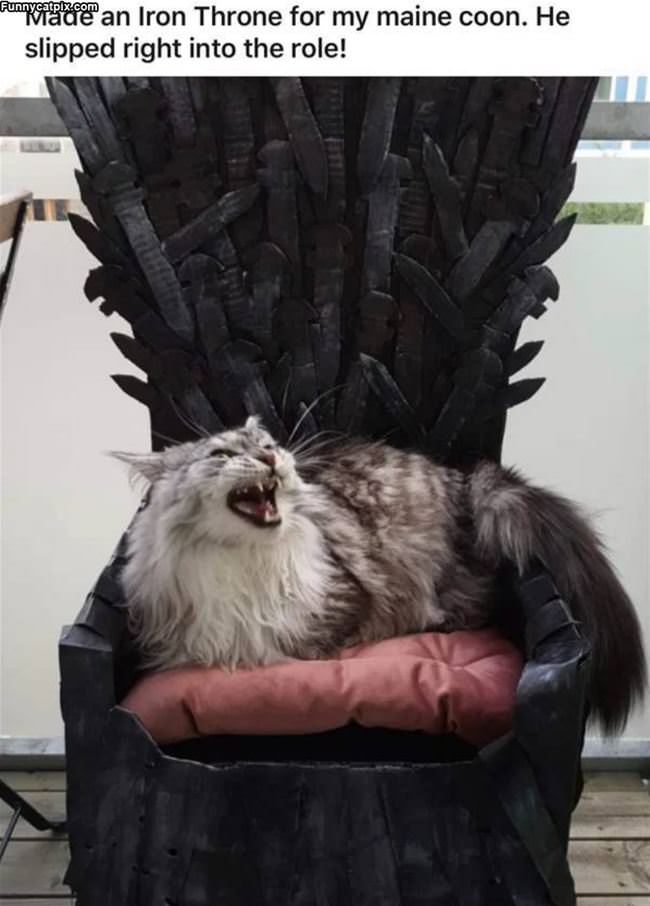 Throne Cat