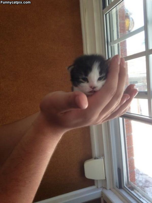 Tiny Hand Full Of Kitten