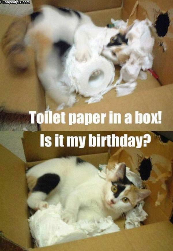 Toilet Paper In A Box