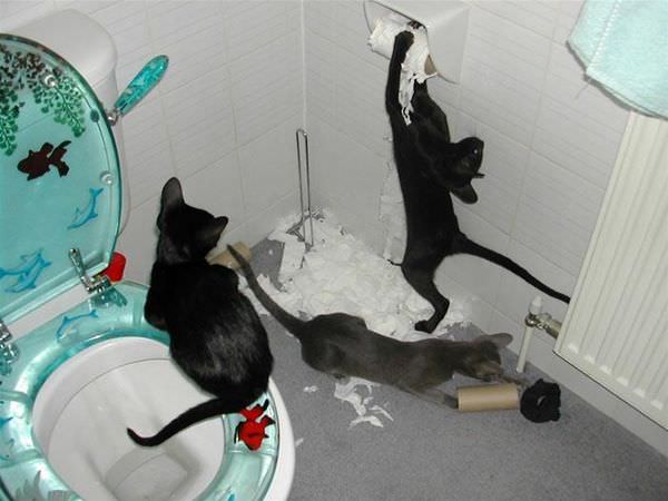 Toilet Paper Vandals