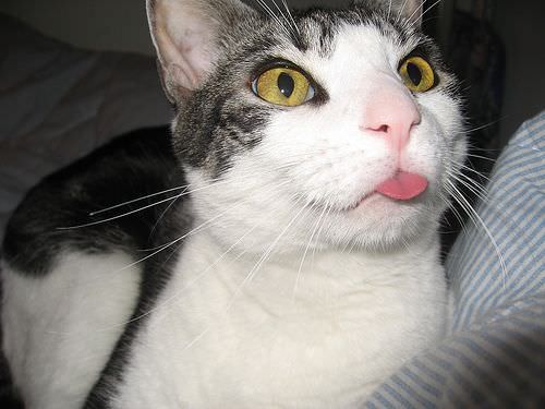 Tongue Out Cat