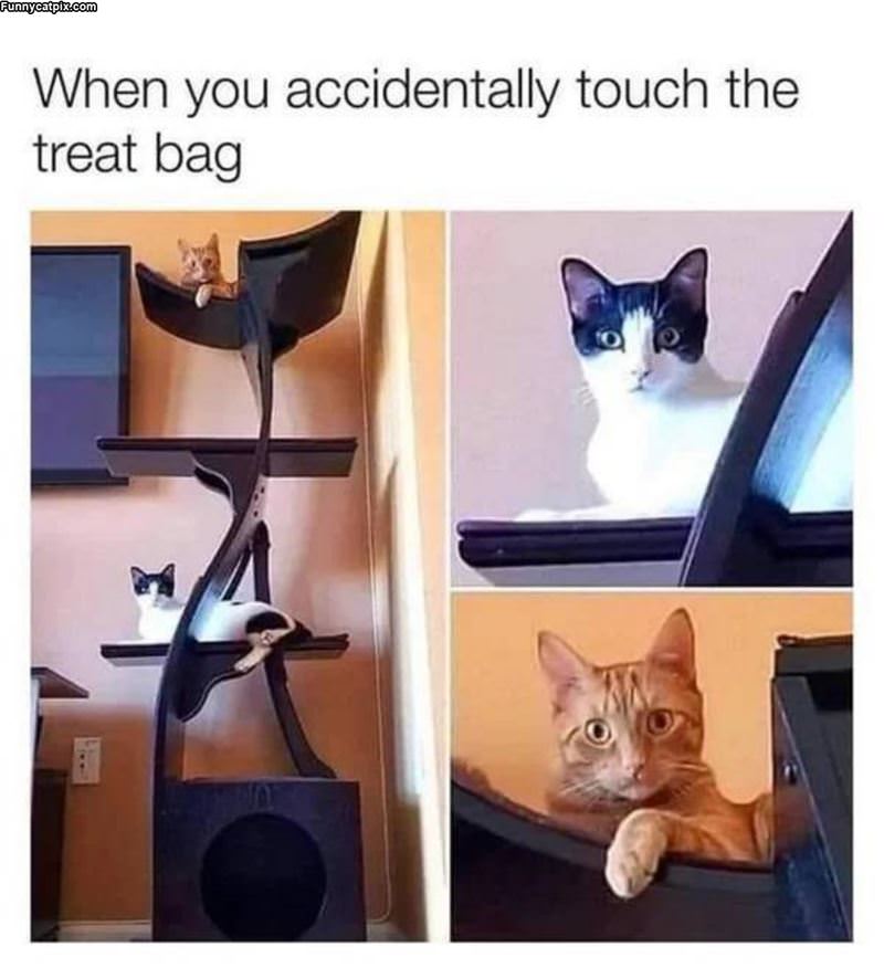 Touched The Treat Bag