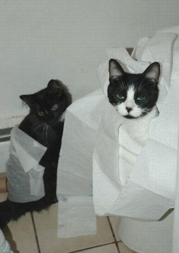 Tp Cats