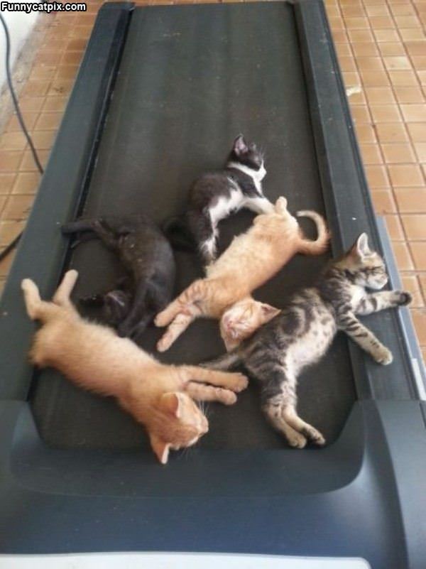 Treadmill Cats