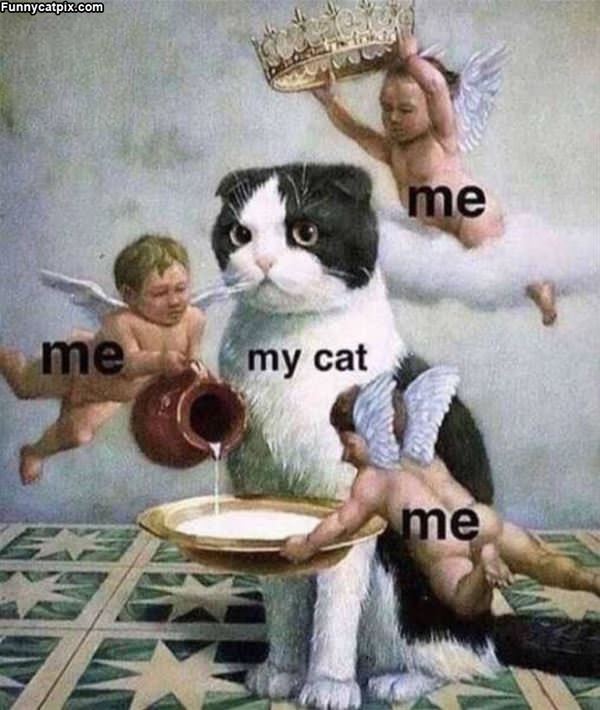 Treat My Cat