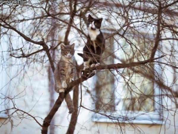 Tree Climber