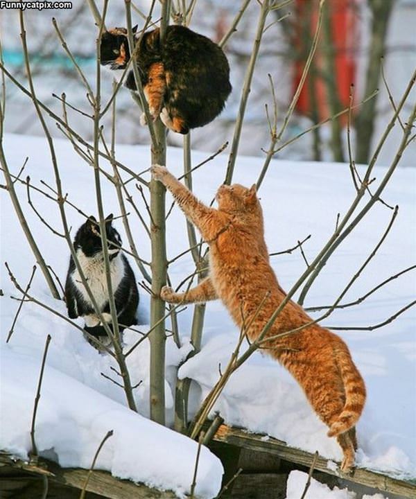 Tree Climbers