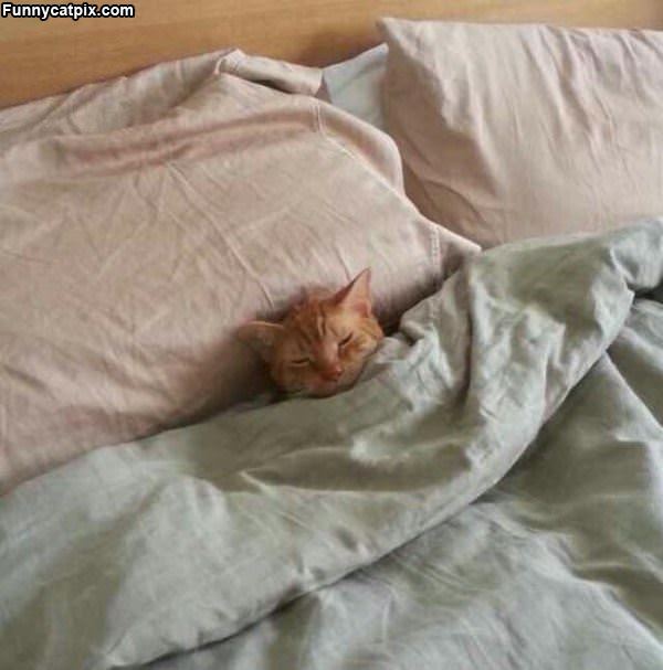 Tucked In Nicely