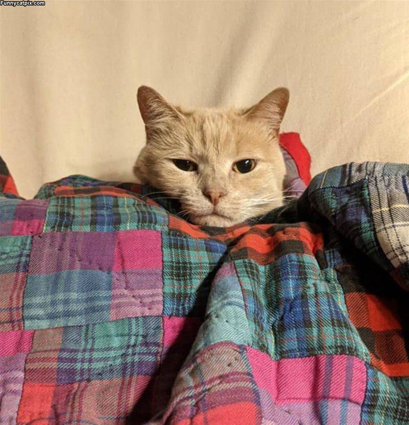 Tucked In Nicely