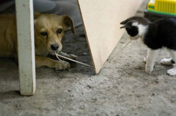 Tug Of War