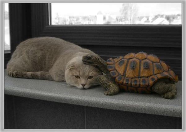 Turtle Cat