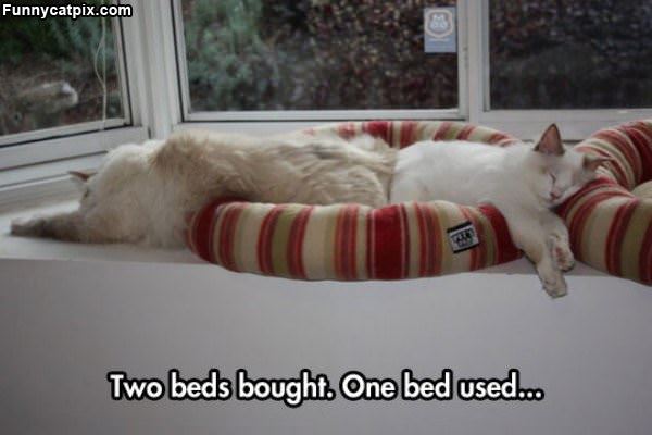 Two Beds