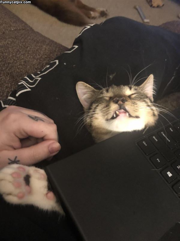 Under The Laptop